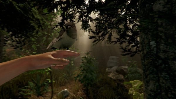 The Forest Steam Gift